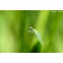 Bild Infrarotheizung 820 Watt | rahmenlos | 170 x 40 cm | 12-20 m²